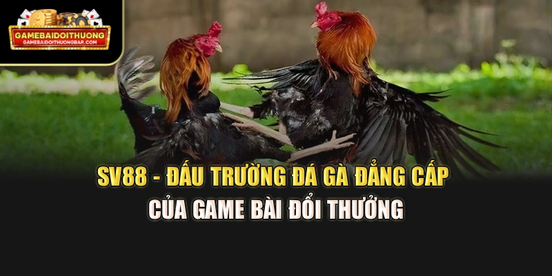 SV88 - Đấu Trường Đá Gà Đẳng Cấp Của Game Bài Đổi Thưởng
