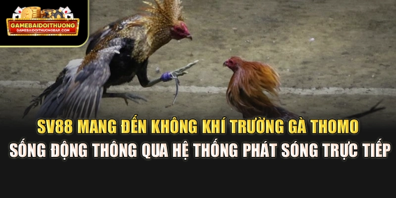SV88 mang đến không khí trường gà Thomo sống động thông qua hệ thống phát sóng trực tiếp